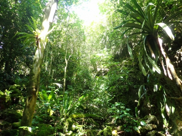 熱帯の生活と地理の授業ネタ 社会科講師の流儀